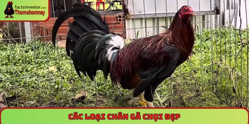 Các loại chân gà chọi đẹp