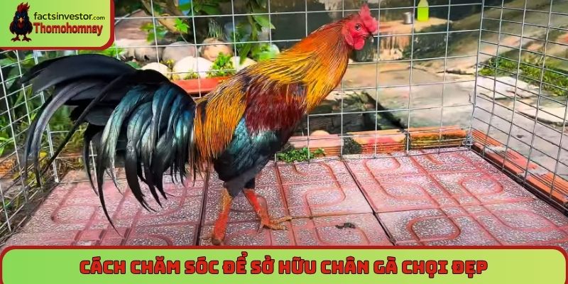 Cách chăm sóc để sở hữu chân gà chọi đẹp
