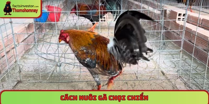 Cách nuôi gà chọi chiến