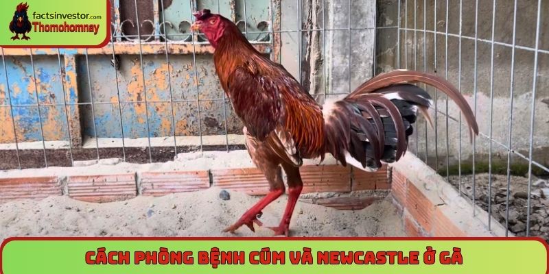 Cách phòng bệnh cúm và newcastle ở gà