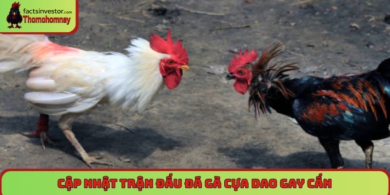 Đá gà cựa dao – Loại hình tốc độ cao và sát thương lớn nhất