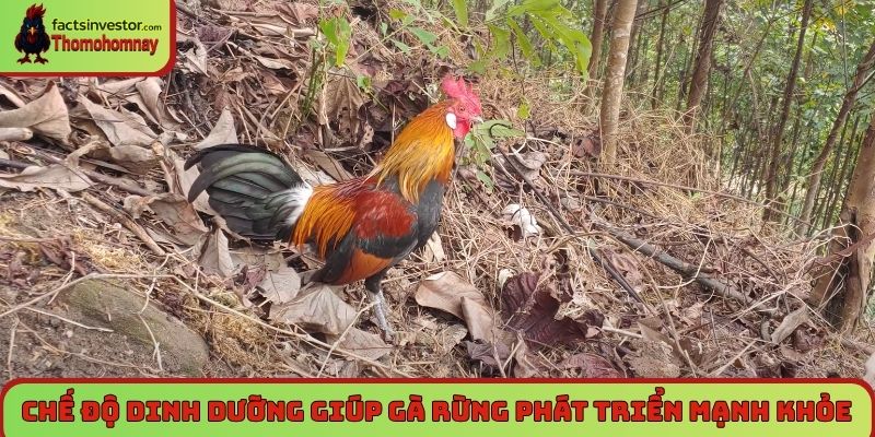 Chế độ dinh dưỡng đa dạng giúp gà rừng phát triển mạnh khỏe