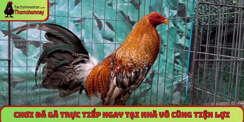 Chơi đá gà trực tiếp ngay tại nhà vô cùng tiện lợi