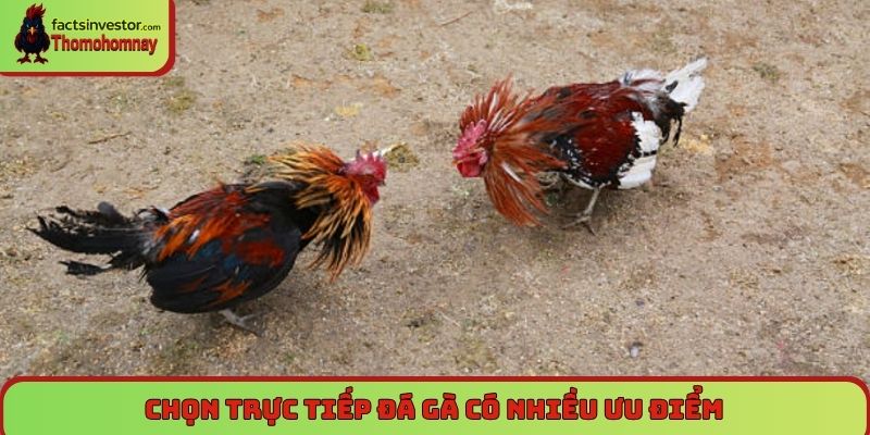 Luật chấp cân trong đá gà Thomo