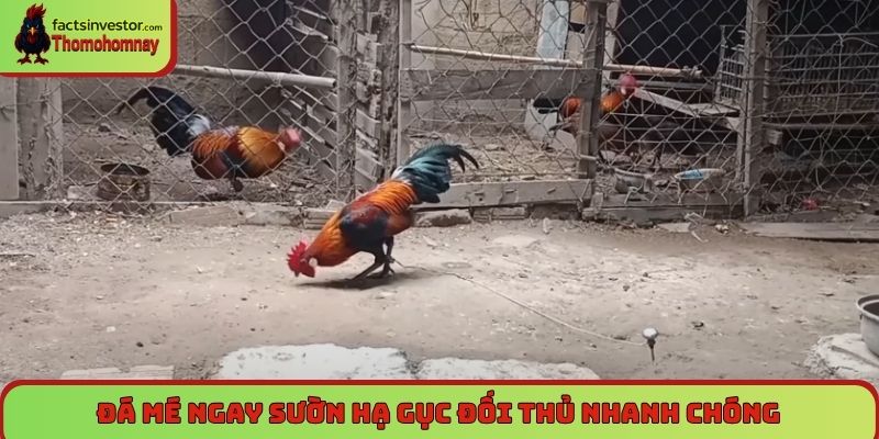 Lối đá gà chọi - Đá mé ngay sườn hạ gục đối thủ nhanh chóng