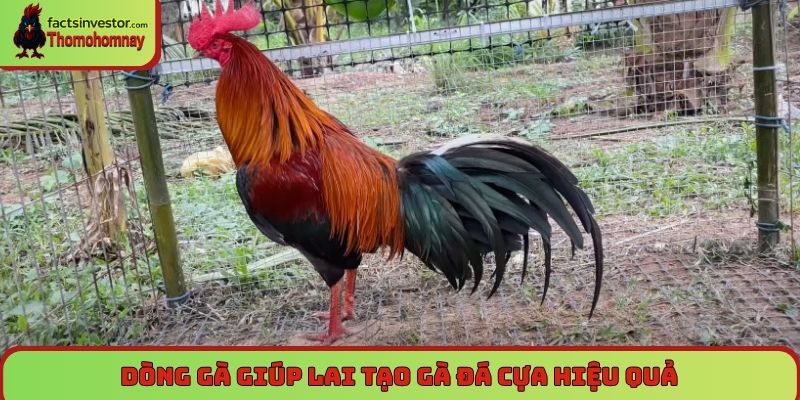 Dòng gà giúp lai tạo gà đá cựa hiệu quả