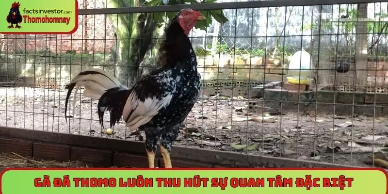 Gà đá Thomo luôn thu hút sự quan tâm đặc biệt