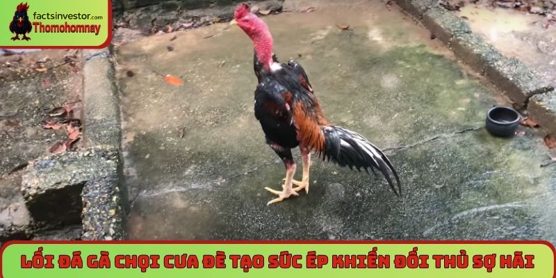 Lối đá gà chọi cưa đè tạo sức ép khiến đối thủ sợ hãi