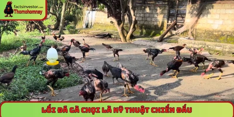 Lối đá gà chọi là kỹ thuật chiến đấu