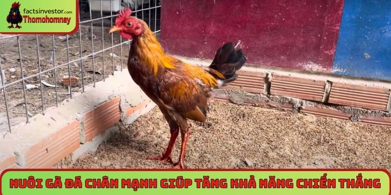 Nuôi gà đá chân mạnh giúp gà tăng khả năng chiến thắng