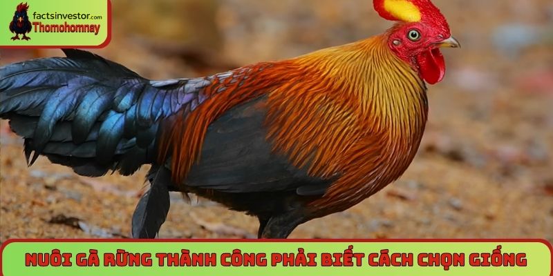Nuôi gà rừng thành công phải biết cách chọn giống