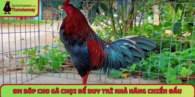 Om bóp cho gà chọi để chiến kê duy trì khả năng chiến đấu