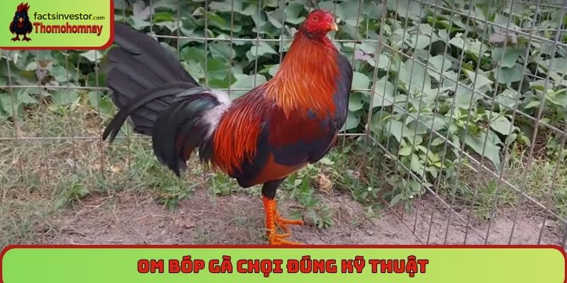 Om bóp gà chọi đúng kỹ thuật