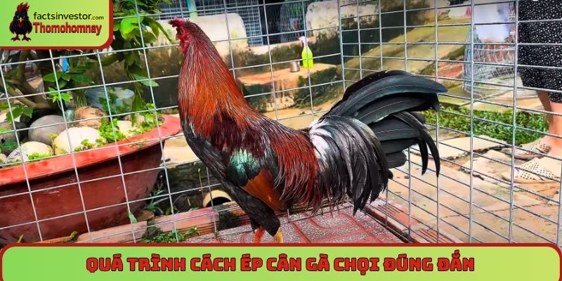 Quá trình cách ép cân gà chọi đúng đắn, đảm bảo khoa học