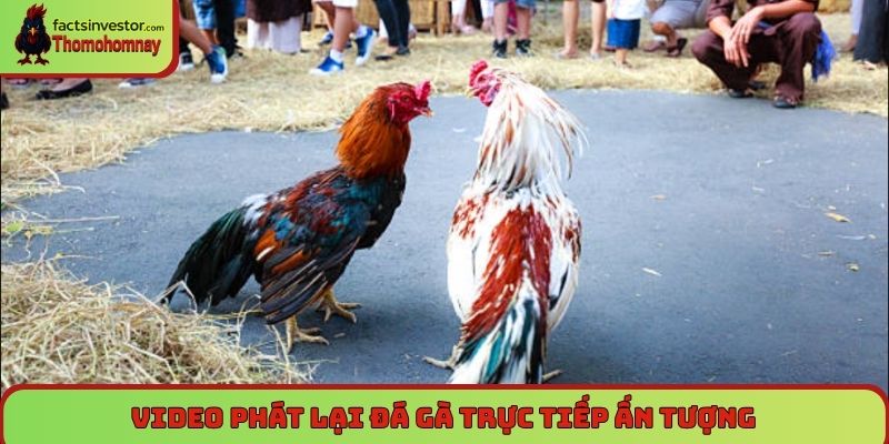 Video phát lại đá gà trực tiếp ấn tượng