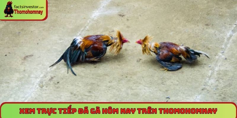 Xem trực tiếp đá gà hôm nay trên Thomohomnay