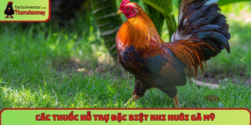 Các thuốc hỗ trợ đặc biệt khi nuôi gà Mỹ
