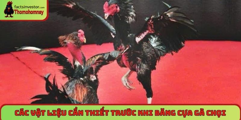 Các vật liệu cần thiết trước khi băng cựa gà chọi