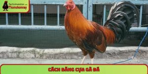 cách băng cựa gà đá