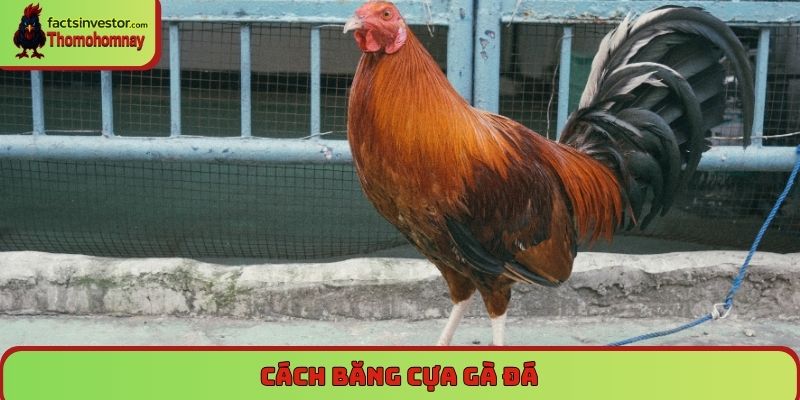cách băng cựa gà đá