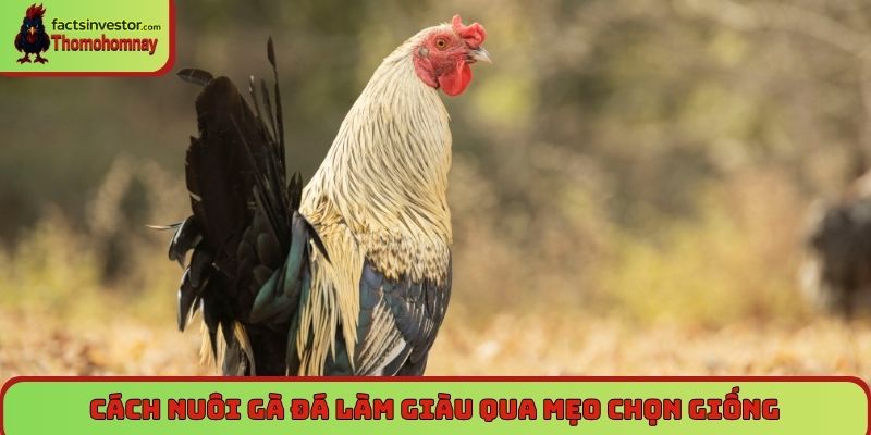 Cách nuôi gà đá làm giàu qua mẹo chọn giống