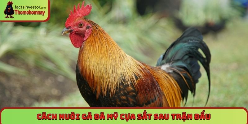 Cách nuôi gà đá Mỹ cựa sắt sau trận đấu