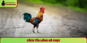 cách tỉa lông gà chọi