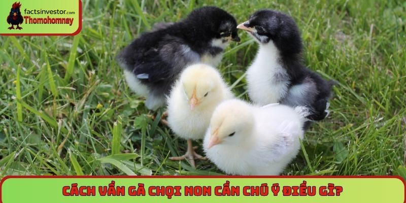 Cách vần gà chọi non cần chú ý điều gì?