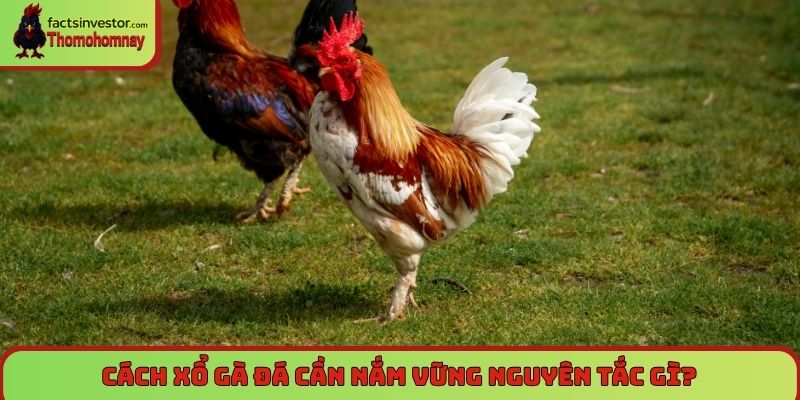 Cách xổ gà đá cần nắm vững nguyên tắc gì?