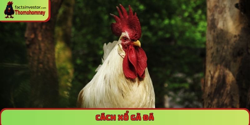 cách xổ gà đá