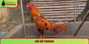 Đá gà Thomo
