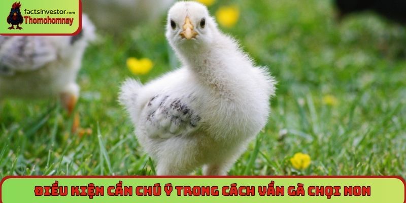 Điều kiện cần chú ý trong cách vần gà chọi non