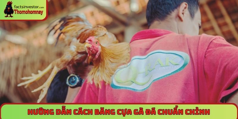Hướng dẫn cách băng cựa gà đá chuẩn chỉnh