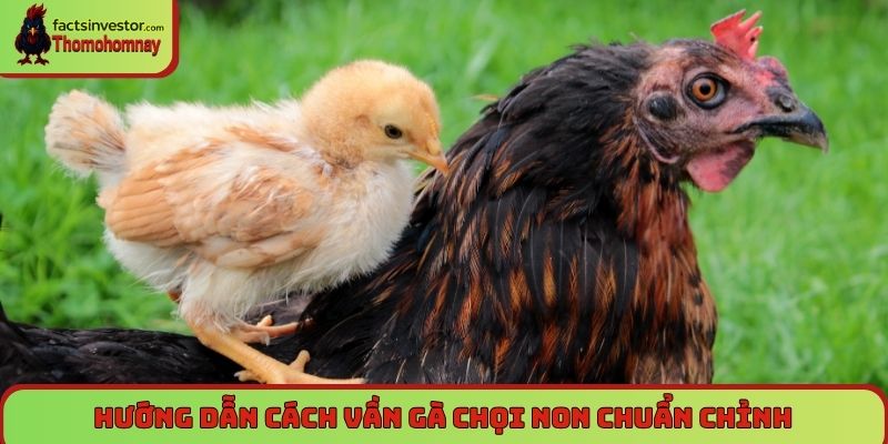 Hướng dẫn cách vần gà chọi non chuẩn chỉnh