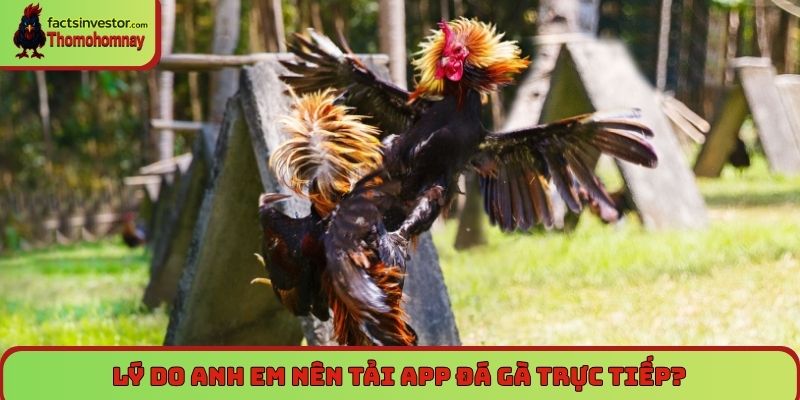 Lý do anh em nên tải app đá gà trực tiếp?