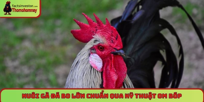 Nuôi gà đá bo lớn chuẩn qua kỹ thuật om bóp