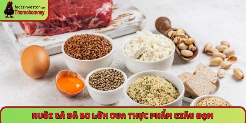 Nuôi gà đá bo lớn qua thực phẩm giàu đạm