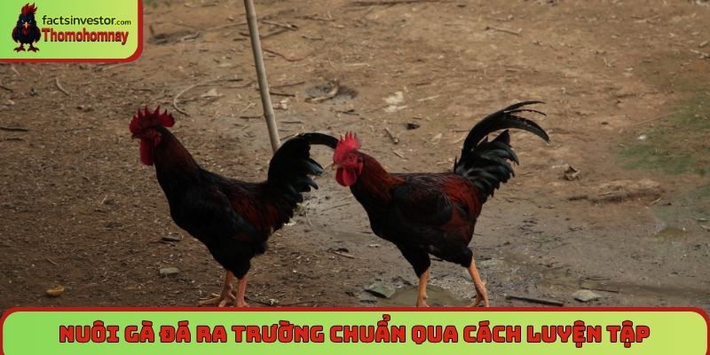 Nuôi gà đá ra trường chuẩn qua cách luyện tập