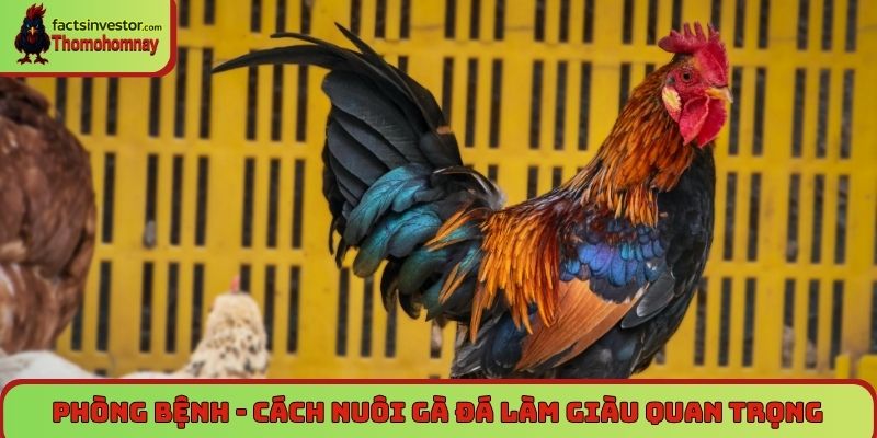 Phòng bệnh - Cách nuôi gà đá làm giàu quan trọng