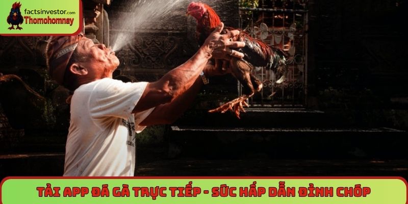 Tải app đá gà trực tiếp - Sức hấp dẫn đỉnh chóp