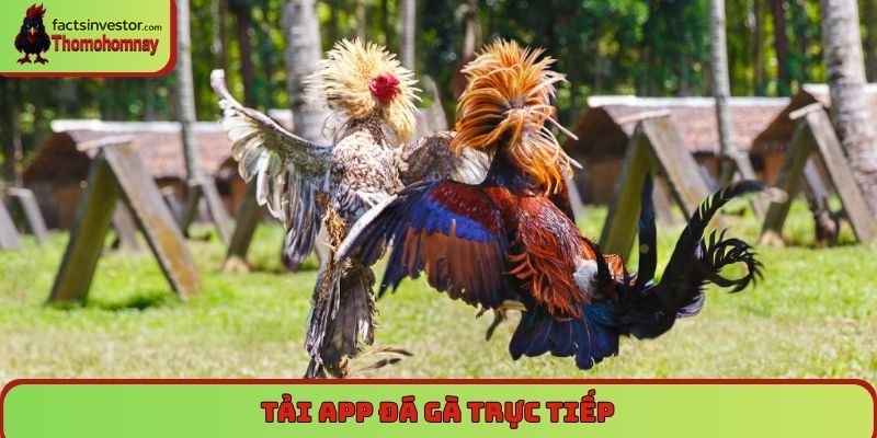Tải app đá gà trực tiếp