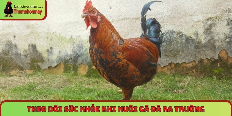 Theo dõi sức khỏe khi nuôi gà đá ra trường