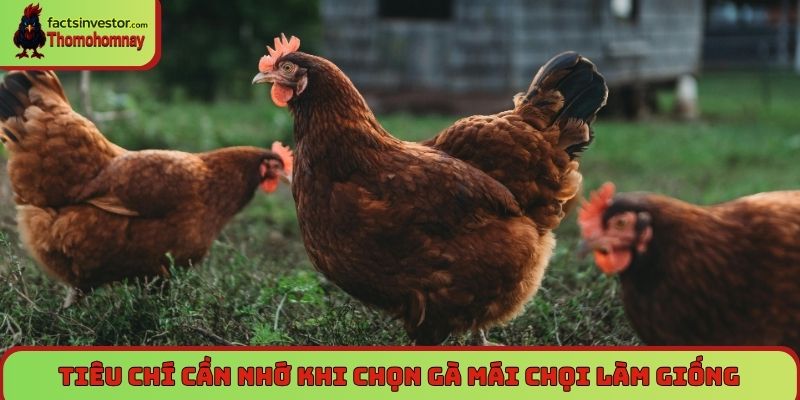 Tiêu chí cần nhớ khi chọn gà mái chọi làm giống